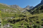 22 Mandria di mucche sul sentiero...